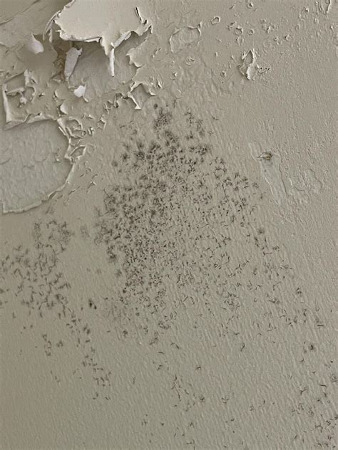 Dangerous Mold On Walls