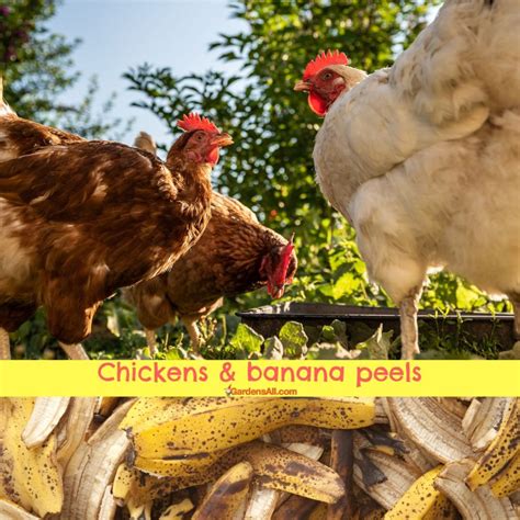 Can Chickens Eat Banana Peels and Bananas? - GardensAll