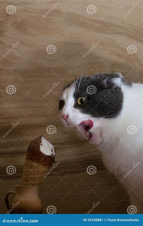 Can Cats Eat Ice Cream Cones