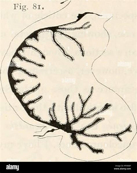 The Danish Ingolf Expedition (1895-1896) was a pioneering scientific ...