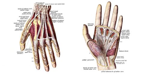 Image result for Hand