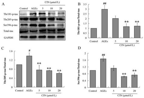 1,8-Cineole Ameliorates Advanced Glycation End Products-Induced ...