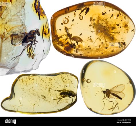 Prehistoric Insects in Lithuanian Baltic Amber Stock Photo - Alamy