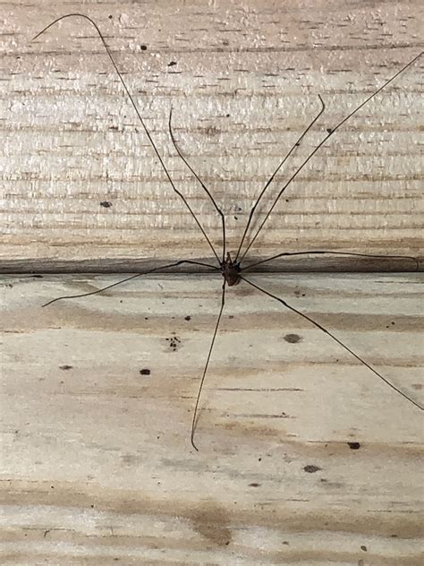 Grand Daddy Long Letters | Granddaddy long leg, Long leg spider ...