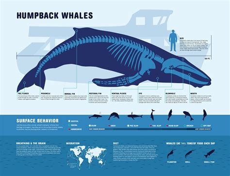 Humpback Whale fact sheet (double click picture to enlarge to read ...