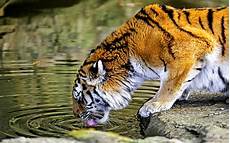 Nature Animals Wallpaper Hd by Nature Animals Tiger Water Big Cats Hdr Wallpapers Hd Nature Animals Wallpaper Hd