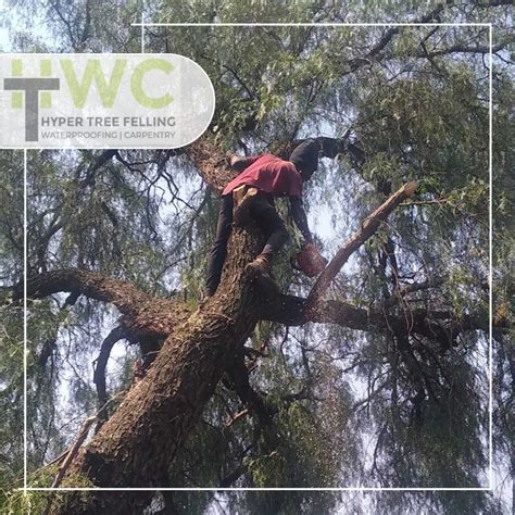 Image result for Tree Felling Injury