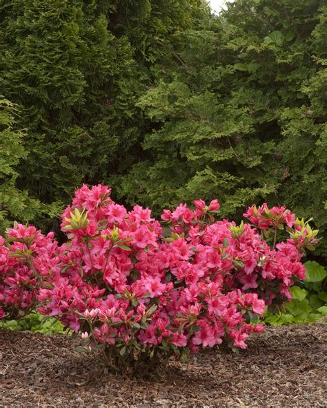 Azalea 'Girard's Rose' | Plant Profile | Sylvan Gardens Landscape ...