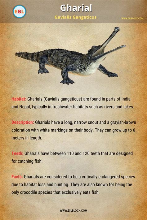 All 25 types of crocodile species id guide with facts and pictures ...