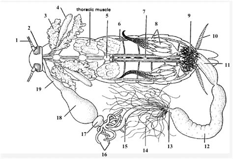 Inside a Cockroach 的图像结果