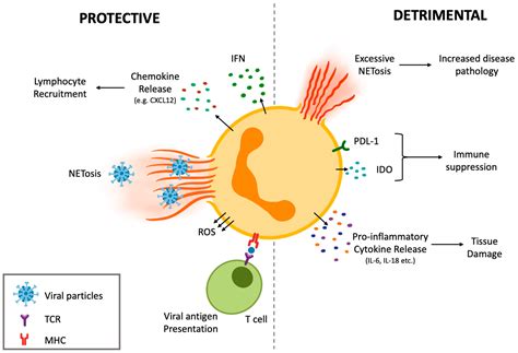 Neutrophil Functional Heterogeneity and Implications for Viral ...