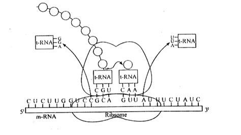 Explain the process of translation in protein synthesis.