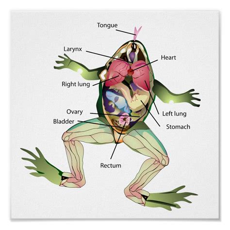 Frog Dissection Diagram Labeled Worksheet - Writing Practice Worksheet