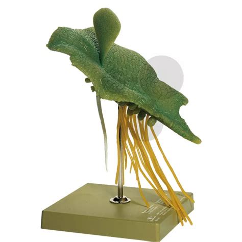 Wurmfarn Prothallium SOMSO®-Modell | CONATEX Lehrmittel