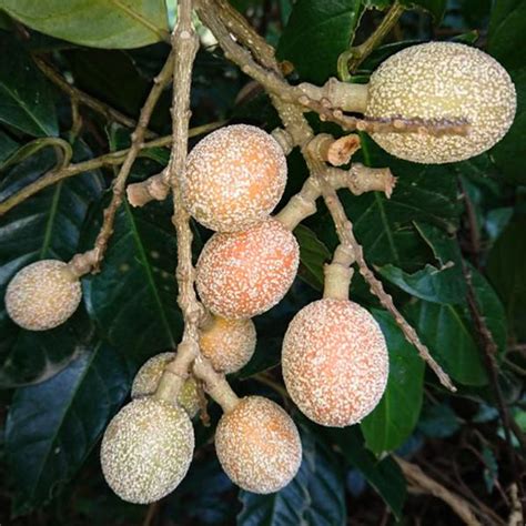 Madhubilata Fruit Plants (Stixis Suaveolens) – veliyathgardens