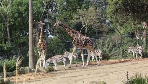 33 Largest Zoos In The World That Are A Must Visit In 2025!