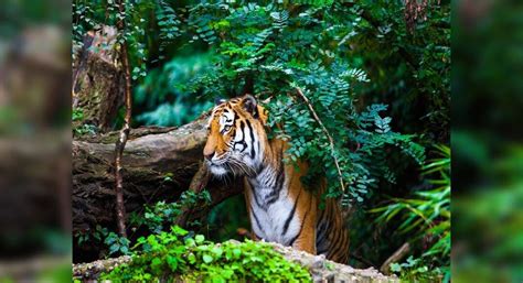 Indian Tiger Sanctuaries | Offbeat tiger sanctuaries to visit in India ...