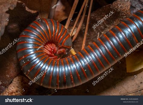 American Giant Millipede Narceus Americanus Coils Stock Photo ...