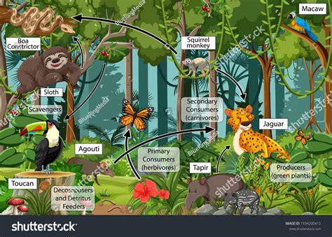 Hakuun Diagram Showing Food Web Rainforest Illustration liittyvä vektorikuva (rojaltivapaa ...
