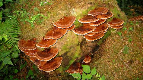 Image result for Decomposition Explained