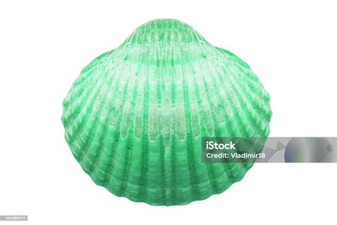 Image result for Shell Colour