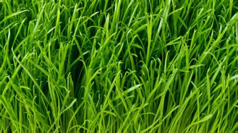 Image result for Grass Script vs Running Script