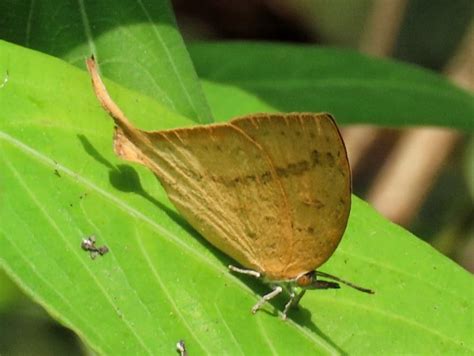 Loxura atymnus atymnus | Butterfly