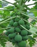 ICAR-indian agricultural research institute