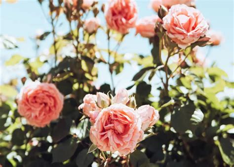 Eight Spring Garden Ideas - Oasis Landscapes & Irrigation