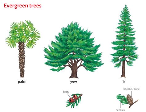 Image result for Tree Structure HTML/CSS