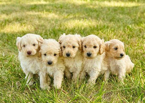 How Long Do Mini Goldendoodles Live? [Mini Goldendoodle Lifespan]