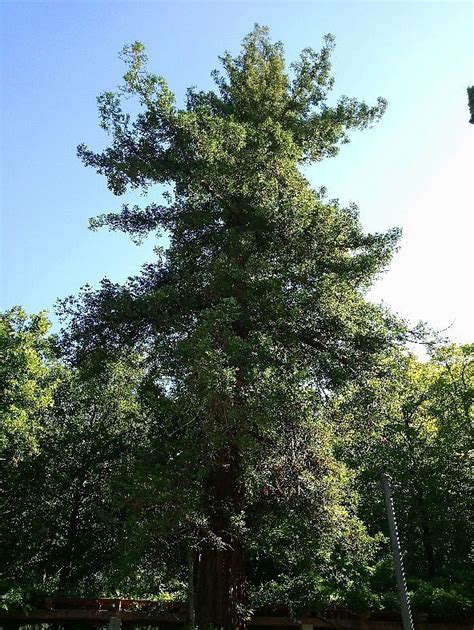 ALBERO MONUMENTALE - SEQUOIA (2026) All You Need to Know BEFORE You Go ...