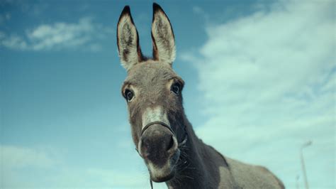 The Charming Star With Soulful Eyes Happens to Be a Donkey - The New ...