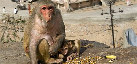 Monkeys And Power Cuts Are Stalling India's IT Revolution!
