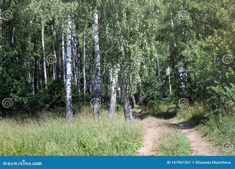 Dirt Road To the Birch Grove. Summer, Moscow. Stock Image - Image of ...