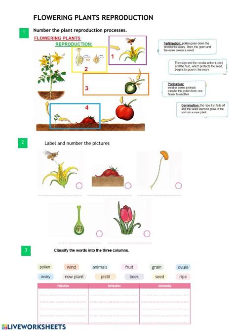 Image result for Vegetative Reproduction Class 5 Activity