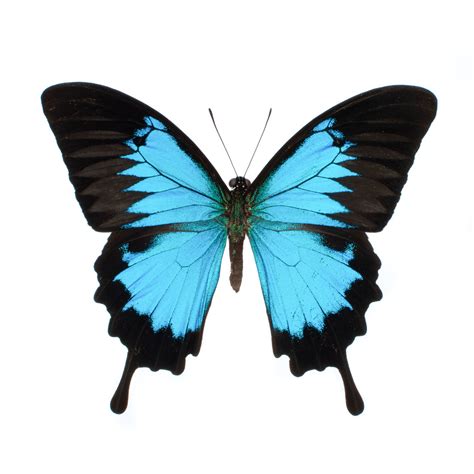 Ulysses Butterfly Facts