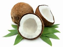 coconut 的图像结果