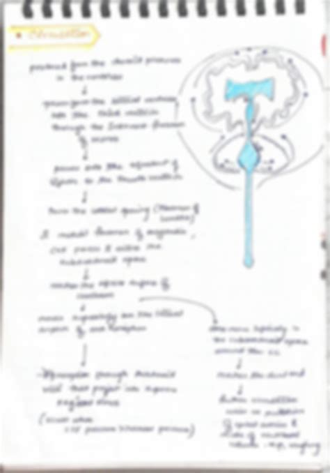 CSF Ventricular System 的图像结果