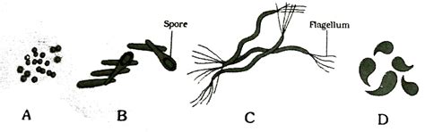 According to the shapes the names of the different bacteria are given ...