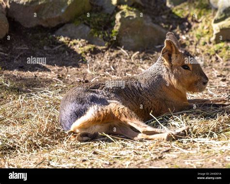 The Patagonian mara (Dolichotis patagonum), a relatively large rodent in the mara genus ...