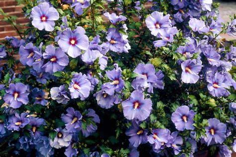 when to cut back rose of sharon