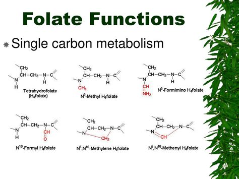 Image result for Folate Water-Soluble