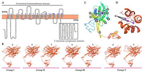 Genome-Wide Survey and Expression Analysis of the KT/HAK/KUP Family in ...