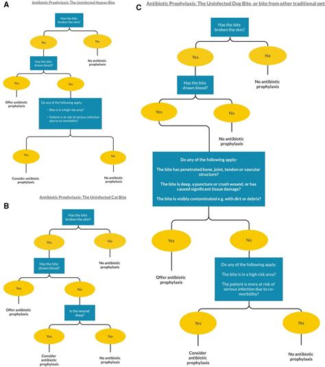 Antibiotic Ointment After Dog Bite at Brain Ervin blog