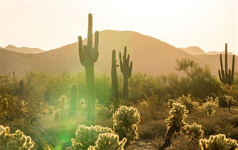 The 5 C's of Arizona at Taliesin West - Frank Lloyd Wright Foundation