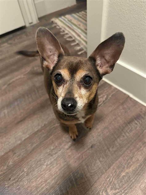 Collin dog name - meaning, origin, personality and popularity | Sniffspot