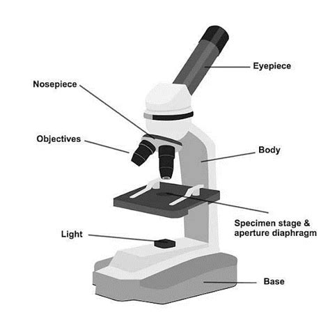 Image result for Simple Microscope and Compound