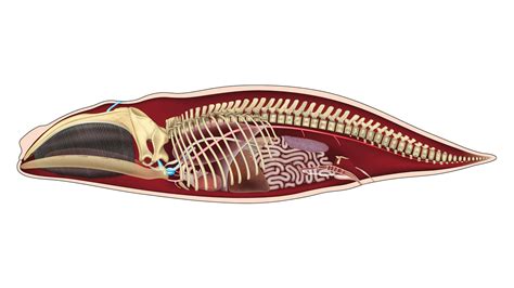 Anatomy Of Whales A Fascinating Look At Whale Anatomy: More Than Just