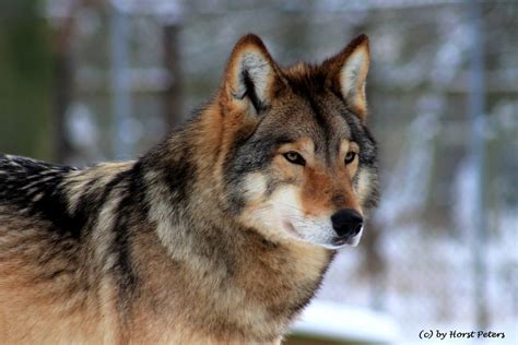 Image result for Timberwolf Facts